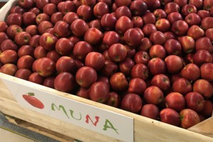 AJAPPLE - odmiana Muna