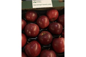 Gospodarstwo Szkółkarskie Jan Kozerski - odmiana Gala Schniga Schnico Red(s)