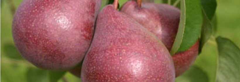 Regal Red&reg; Comice &ndash; czerwonoowocowy mutant Komis&oacute;wki