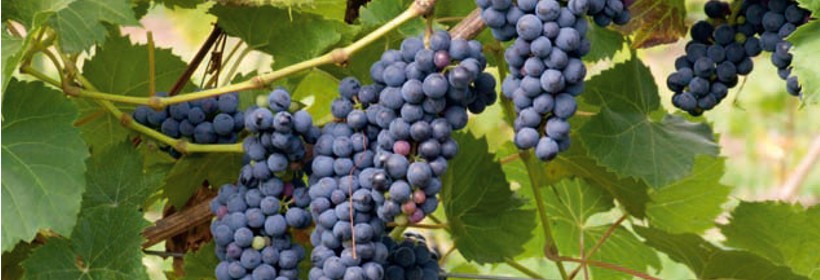 Leon Millot – odmiana winorośli na czerwone wino i soki 