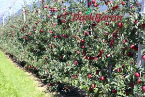 Odmiana jabłoni - Dark Baron®