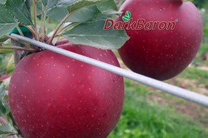 Odmiana jabłoni - Dark Baron®