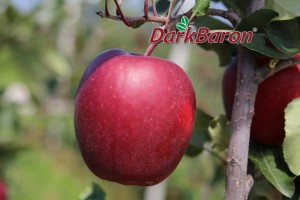 Odmiana jabłoni - Dark Baron&reg;