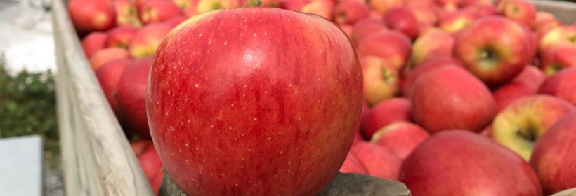 KORU® – niezwykle słodkie jabłko