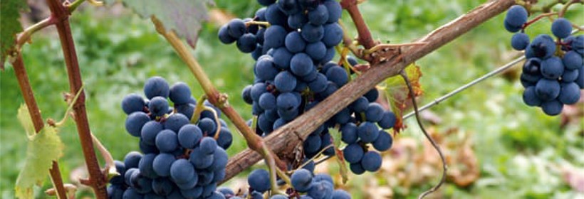 Gołubok – winorośl na czerwone wino z posmakiem porzeczek