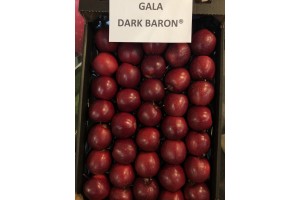 Gospodarstwo Szk&oacute;łkarskie Michał Bijak - odmiana Gala Dark Baron