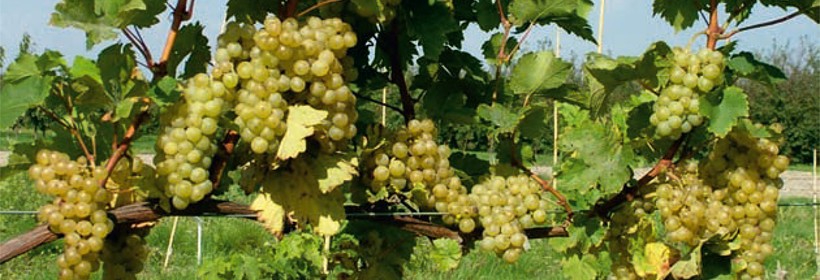 Goecseji Zamatos – winorośl na białe wina z muszkatowym aromatem