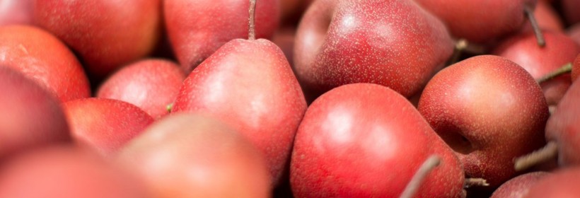 Piqa Boo Pears – hybrydowe potomstwo chińskich, japońskich i europejskich gruszek
