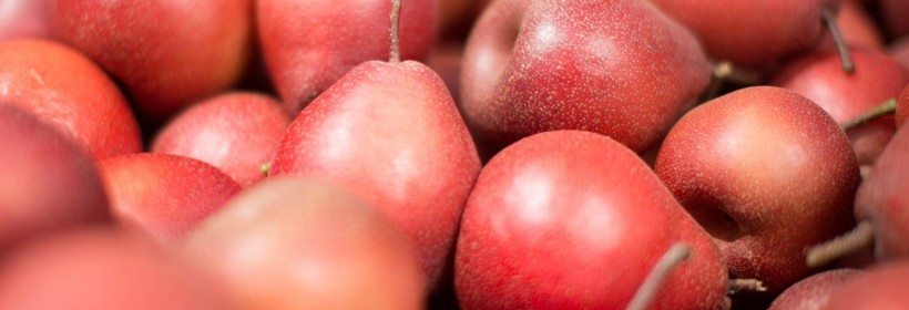 Piqa Boo Pears &ndash; hybrydowe potomstwo chińskich, japońskich i europejskich gruszek