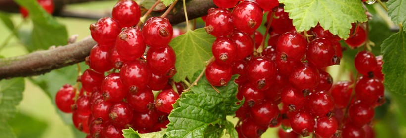 Krzewy owocowe - 7 tydzień 2019 roku