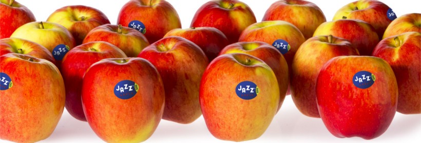 Jazz® – jedna z najsmaczniejszych odmian jabłoni