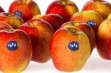 Jazz® – jedna z najsmaczniejszych odmian jabłoni