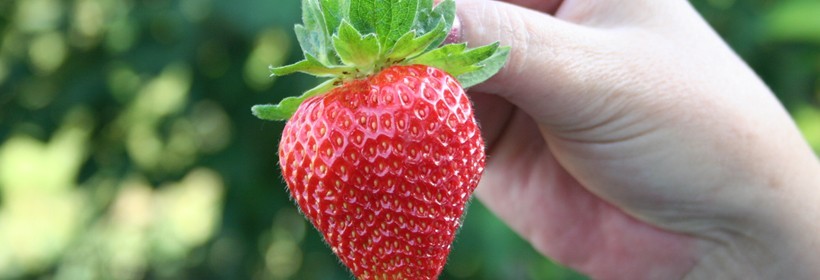 Sonsation &ndash; nowa odmiana truskawki o przepysznych owcach