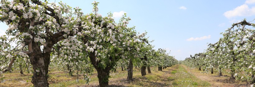 Stare odmiany drzew owocowych w białostockim sadzie edukacyjnym