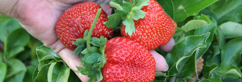 Dickens &ndash; nowa odmiana truskawki o wysokiej jakości owocach