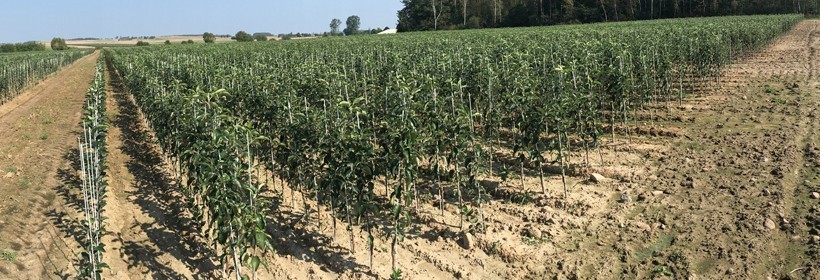 Drzewka owocowe - jabłonie - 14 tydzień 2019 r.