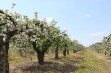 Chrońmy stare odmiany drzew owocowych