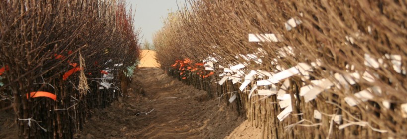 12 tys. polskich drzewek trafi do rosyjskich sad&oacute;w