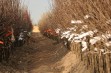 12 tys. polskich drzewek trafi do rosyjskich sadów