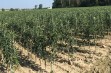 Drzewka owocowe - jabłonie - 23 tydzień 2019 r.