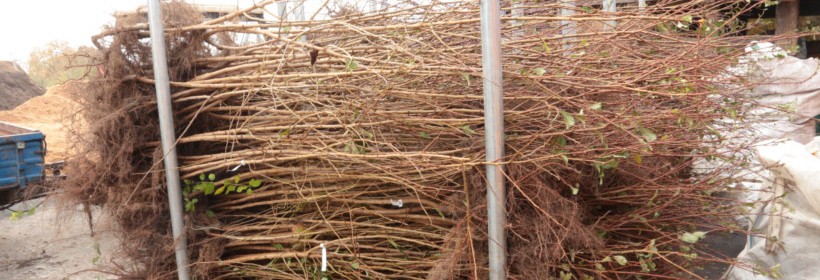 Drzewka owocowe - śliwy - 27 tydzień 2019 r.