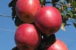 Pink Braeburn – odmiana jabłoni wpisana do KR w 2019 rok