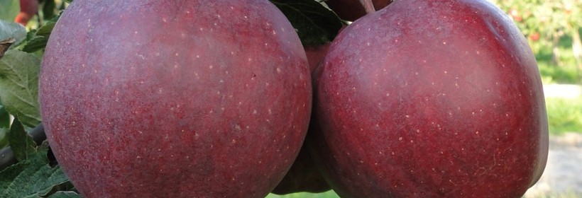 Vikto Red &ndash; mutant odmiany Starkrimson