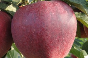 Odmiana jabłoni - Vikto Red