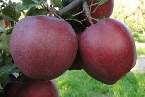 Odmiana jabłoni - Vikto Red