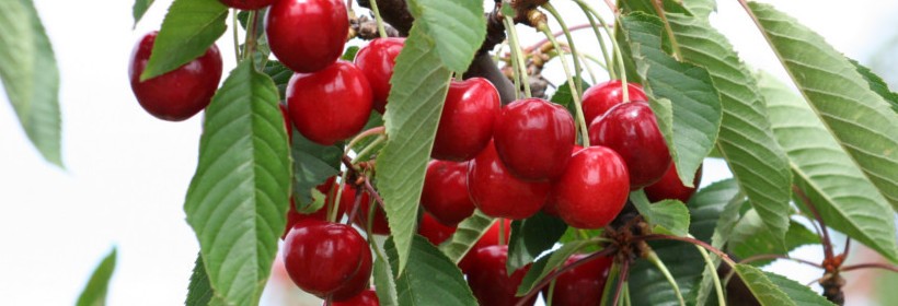 Podkładki dla czereśni - 37 tydzień 2019 r.