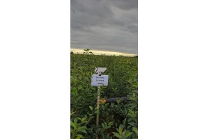 Galaval - drzewka 2-letnie / podkładka M26
