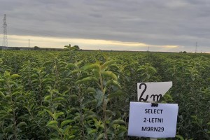Red Jonaprince SELECT - drzewka 2-letnie / podkładka M9 RN29