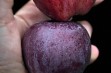 Red Delicious - por&oacute;wnajmy !