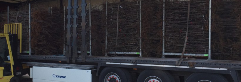 Import drzewek owocowych - zagrożenia i obawy