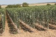 Powierzchnia upraw szk&oacute;łkarskich w 2018 r.