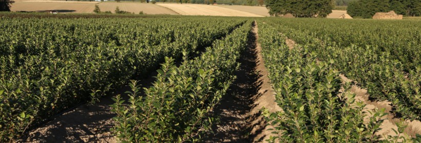 Produkcja podkładek wegetatywnych dla jabłoni w 2018 roku