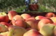Ambrosia – jabłko o niepowtarzalnym smaku