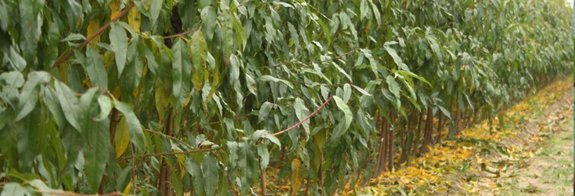 Drzewka - Brzoskwinie, Morele - 45 tydzień 2019 r.