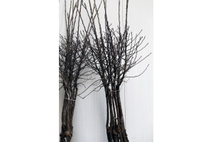  Szampion RENO2 / M26