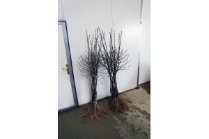  Szampion RENO2 / M26