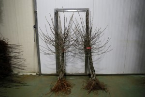  Jednoroczne drzewka - Muna / M9