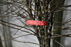  Jednoroczne drzewka - Muna / M9