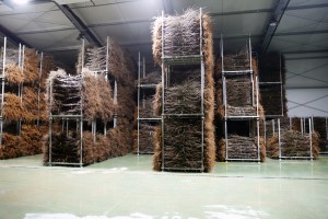  Część drzewek przechowywana jest w chłodniach szk&oacute;łkarskich