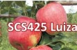 SCS425 Luiza &ndash; nowa brazylijska odmiana jabłoni