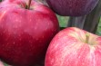 Jakie odmiany jabłoni mają przyszłość?