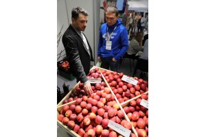 Stoisko Grupy Hodowlanej AJAPPLE