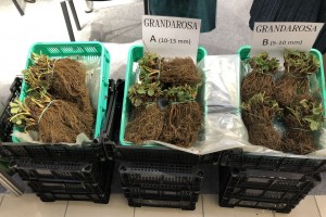 Agro-Trus