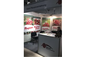 Kaack Pflanzenvermehrung GmbH & Co. KG