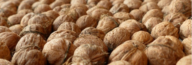 Odłowienie Rhagoletis zoqui  Bush w szk&oacute;łce w Niemczech