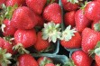 Uprawa i plonowanie nowych odmian truskawek